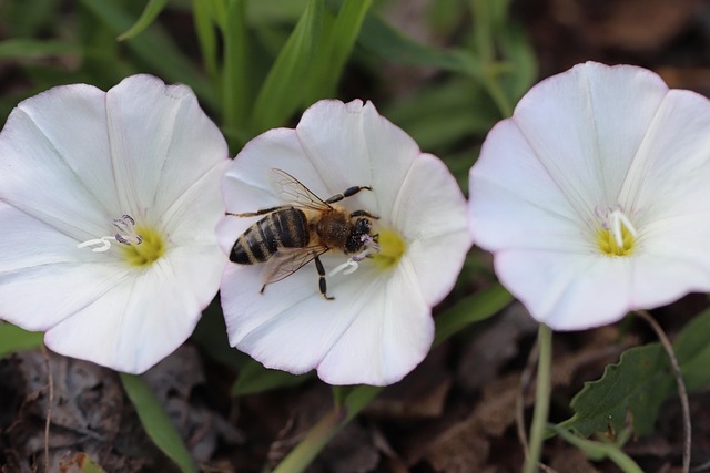 חבלבל החוף (Convolvulus secundus)
